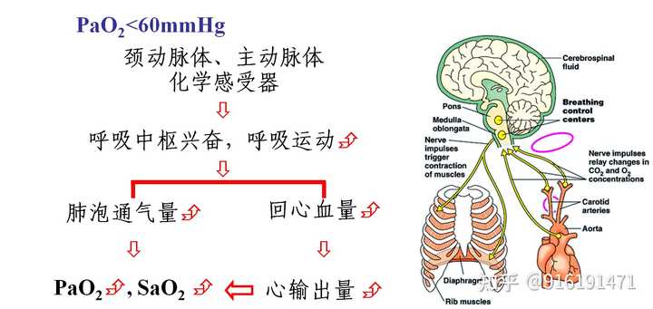 缺氧为什么会引起神经细胞兴奋性降低缺氧为何导致神经细胞兴奋性降低，深度解析背后的科学机制